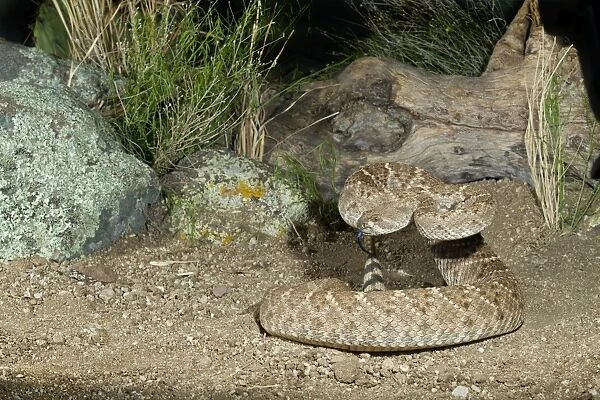 Western Diamondback Rattlesnake - controlled conditions - Arizona - March - USA
