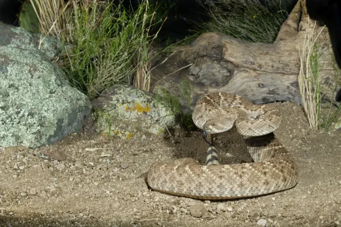 Framed Print : Western Diamondback Rattlesnake - controlled conditions - Arizona - March - USA Framed Print : Western Diamondback Rattlesnake - controlled conditions - Arizona - March - USA