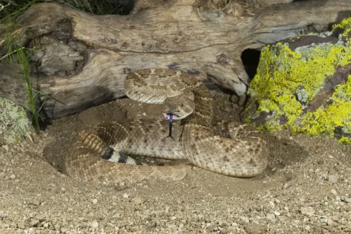 Framed Print : Western Diamondback Rattlesnake - controlled subject - Arizona - USA Framed Print : Western Diamondback Rattlesnake - controlled subject - Arizona - USA