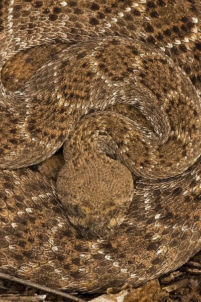 Western Diamondback Rattlesnake - Curled up - Arizona - USA