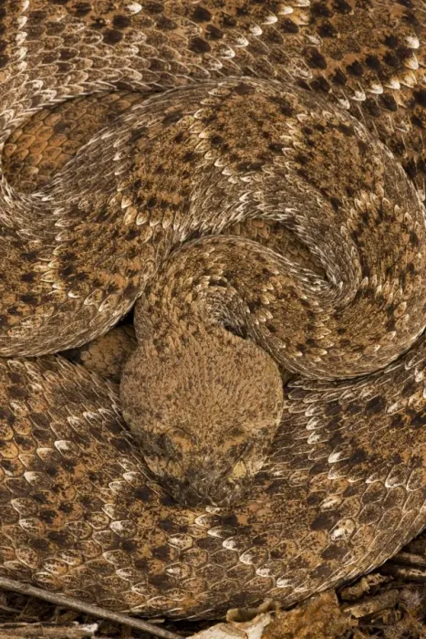 Framed Print : Western Diamondback Rattlesnake - Curled up - Arizona - USA Framed Print : Western Diamondback Rattlesnake - Curled up - Arizona - USA