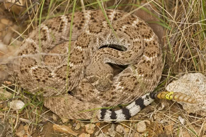 Framed Print : Western Diamondback Rattlesnake - Curled up showing rattle painted by biologist - Arizona - USA Framed Print : Western Diamondback Rattlesnake - Curled up showing rattle painted by biologist - Arizona - USA
