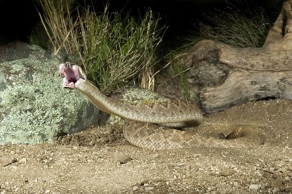 Western Diamondback Rattlesnake - striking - controlled subject - Arizona - USA