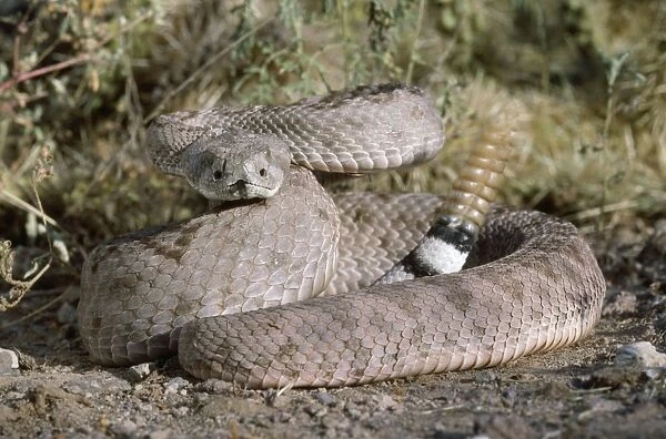 Western Diamondback Rattlesnake USA