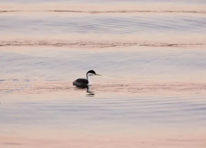 Framed Print : Western Grebe - evening light - California, United States Framed Print : Western Grebe - evening light - California, United States