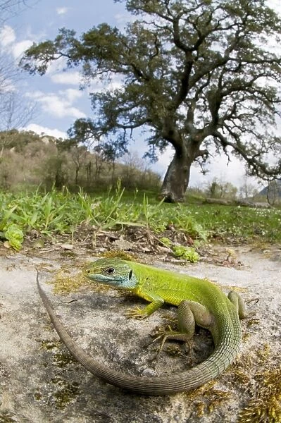 Western Green Lizard - female in habitat - Sicily - Italy