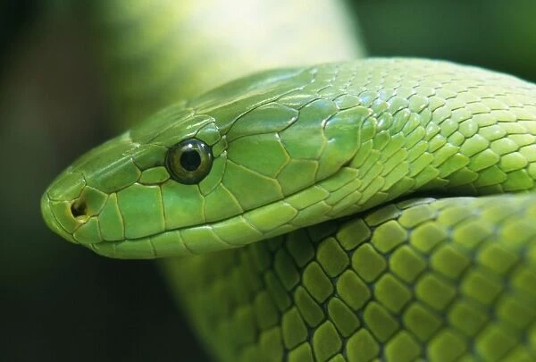Western Green Mamba Snake - West Africa
