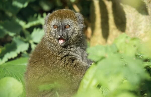 Western Grey Bamboo Lemur Madagascar