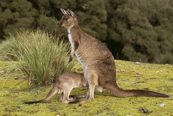 Western Grey Kangaroo CAN 1034 With young Macropus fuliginosus fuliginosus © John Cancalosi  /  ARDEA LONDON