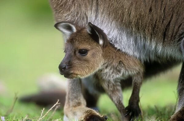 Western Grey Kangaroo Kangaroo Island Subspecies, Flinders Chase National Park, South Australia