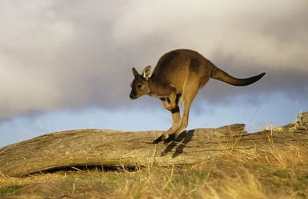 Western Grey Kangaroo - running Kangaroo Island, South Australia BIR00374