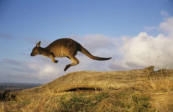 Western Grey Kangaroo - running Kangaroo Island, South Australia BIR00373