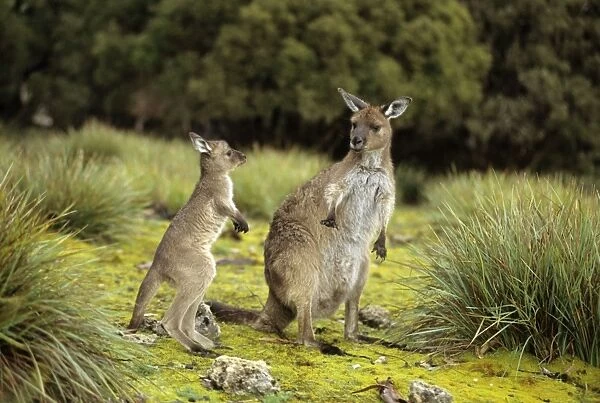 Western Grey Kangaroos - South Australia-Australia - Mother and joey - The common kangaroo in southern Australia - Marsupials - Males grow up to 2225 mm