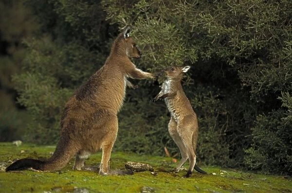 Western Grey Kangaroos - South Australia - Mother and joey - The common kangaroo in southern Australia - Marsupials - Males grow up to 2225 mm and 53. 5 kg- Very similar in biology to the Eastern Grey Kangaroo - Mixed populations of Eastern