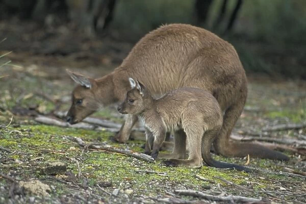 Western Grey Kangaroos - South Australia - Mother and joey - The common kangaroo in southern Australia - Marsupials - Males grow up to 2225 mm and 53. 5 kg- Very similar in biology to the Eastern Grey Kangaroo - Mixed populations of Eastern