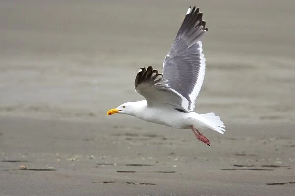 Western Gull - In flight Oregon Coast, USA BI003444
