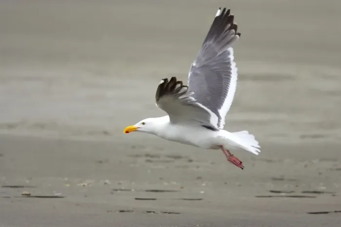 Framed Print : Western Gull - In flight Oregon Coast, USA BI003444 Framed Print : Western Gull - In flight Oregon Coast, USA BI003444