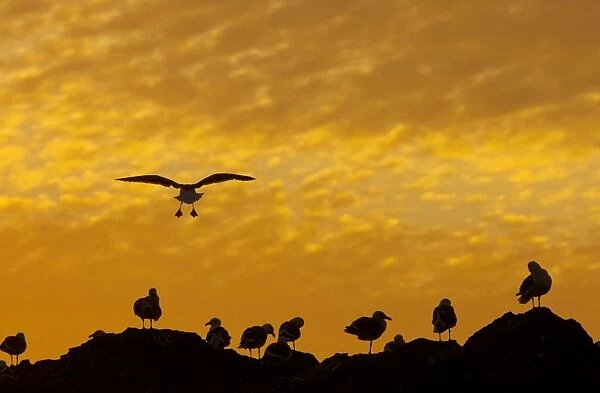 Western Gulls - coming in to roost at sunset on Seal Rocks, Point Lobos, San Francisco