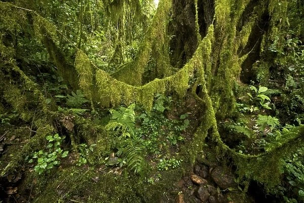 Western Highlands forest - moss festoons on lianas - Ethiopia - Africa
