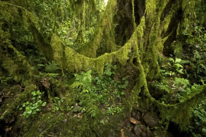 Framed Print : Western Highlands forest - moss festoons on lianas - Ethiopia - Africa Framed Print : Western Highlands forest - moss festoons on lianas - Ethiopia - Africa