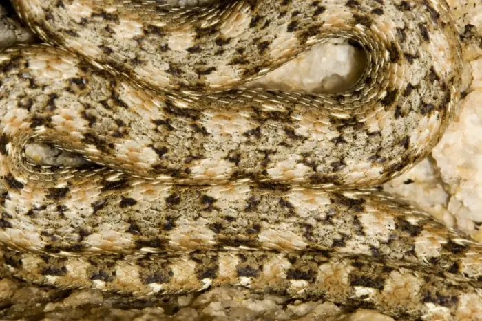 Framed Print : Western Keeled Snake - close up showing the patterning of the scales - Namib Desert - Namibia - Africa Framed Print : Western Keeled Snake - close up showing the patterning of the scales - Namib Desert - Namibia - Africa