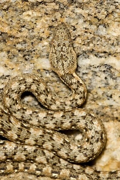Western Keeled Snake - Depicting the coiled body and head - Namib Desert - Namibia - Africa