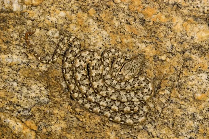 Framed Print : Western Keeled Snake - Lying coiled against a rock face - Namib Desert - Namibia - Africa Framed Print : Western Keeled Snake - Lying coiled against a rock face - Namib Desert - Namibia - Africa