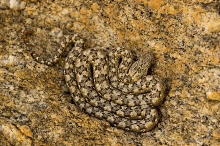 Framed Print : Western Keeled Snake - Lying coiled against a rock face - Namib Desert - Namibia - Africa Framed Print : Western Keeled Snake - Lying coiled against a rock face - Namib Desert - Namibia - Africa