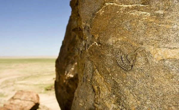 Western Keeled Snake - on a near vertical rock face with the desert in the background - Namib Desert - Namibia - Africa