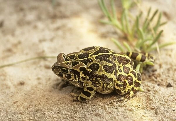 Western Leopard Toad -  Also known as: Panther Toad, Cape Toad