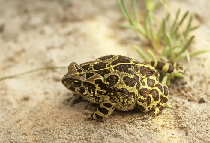 Framed Print : Western Leopard Toad - Also known as: Panther Toad, Cape Toad Framed Print : Western Leopard Toad - Also known as: Panther Toad, Cape Toad