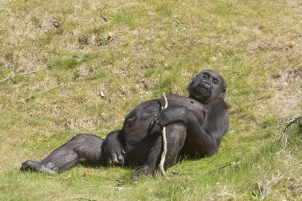 Western Lowland Gorilla - Lying Down Gorilla gorilla gorilla Apenheul, Netherlands MA001583