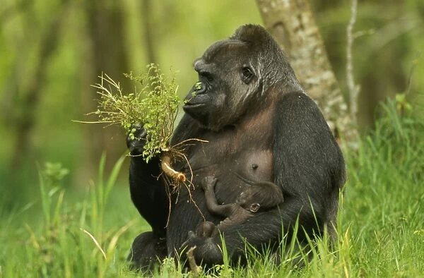Western Lowland Gorilla - parent with young