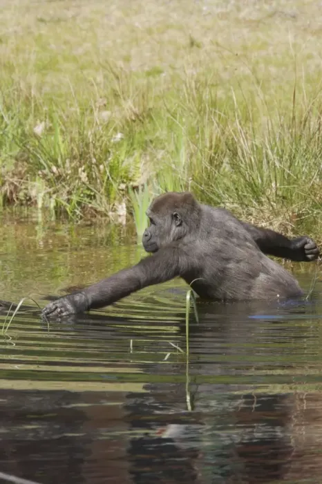Framed Print : Western Lowland Gorilla - Wading in Water Gorilla gorilla gorilla Apenheul Netherlands MA001573 Framed Print : Western Lowland Gorilla - Wading in Water Gorilla gorilla gorilla Apenheul Netherlands MA001573