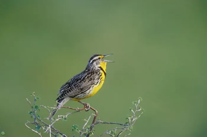 Framed Print : Western Meadowlark Montana, USA Framed Print : Western Meadowlark Montana, USA