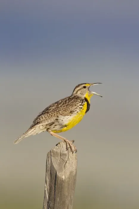 Framed Print : Western Meadowlark - singing - on breeding territory in early summer - Montana in July - USA Framed Print : Western Meadowlark - singing - on breeding territory in early summer - Montana in July - USA