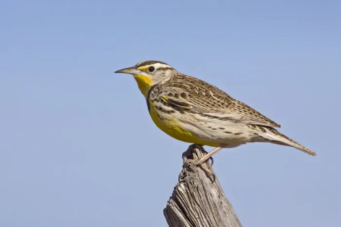 Framed Print : Western Meadowlark - in winter. Texas Panhandle in February Framed Print : Western Meadowlark - in winter. Texas Panhandle in February