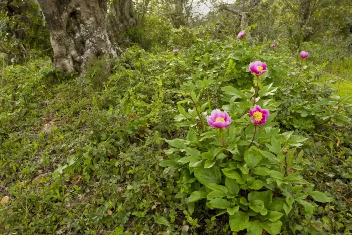 Framed Print : Western Paeony - in Carob grove, Algarve, Portugal