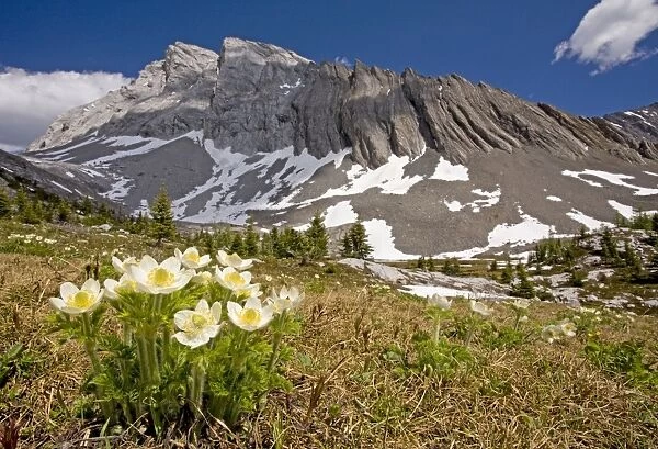 Western Pasque-flower  /  Western Anemone in the canadian rockies. Scree sloped mountains in background