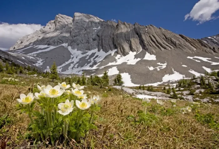 Framed Print : Western Pasque-flower / Western Anemone in the canadian rockies. Scree sloped mountains in background Framed Print : Western Pasque-flower / Western Anemone in the canadian rockies. Scree sloped mountains in background