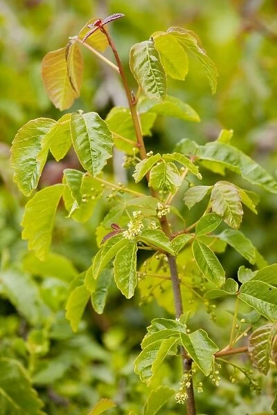 Western Poison-Oak (Pacific Poison-oak) - in flower. Causes rashes or dermatitis. California
