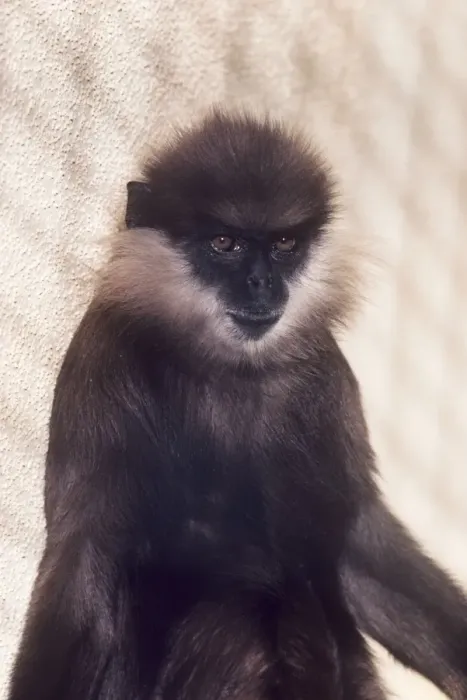 Framed Print : Western Purple-faced Langur