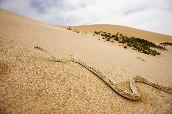Western Sand Snake - in the dunes of the Namib - Namib Desert - Namibia - Southern Africa