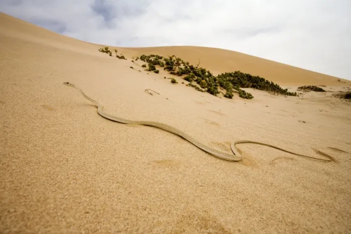 Framed Print : Western Sand Snake - in the dunes of the Namib - Namib Desert - Namibia - Southern Africa Framed Print : Western Sand Snake - in the dunes of the Namib - Namib Desert - Namibia - Southern Africa