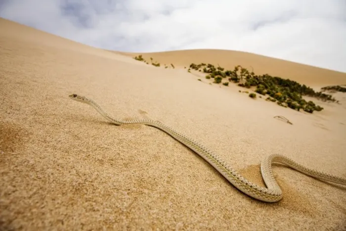 Framed Print : Western Sand Snake - in the dunes of the Namib - Namib Desert - Namibia - Southern Africa Framed Print : Western Sand Snake - in the dunes of the Namib - Namib Desert - Namibia - Southern Africa