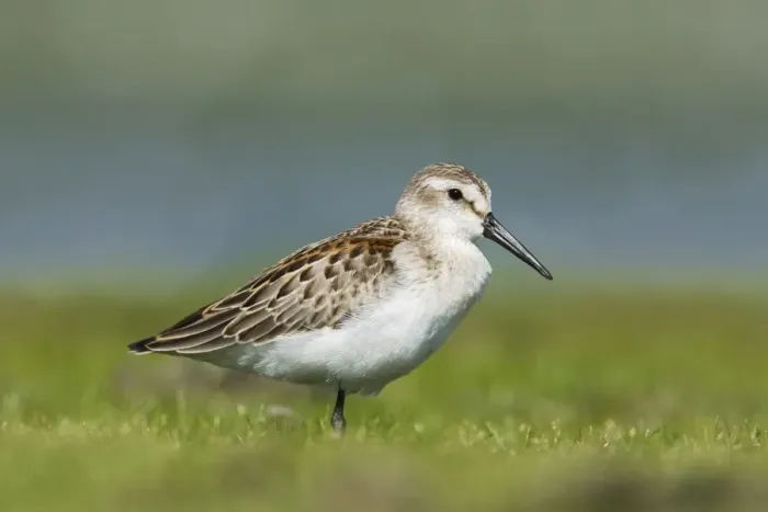 Framed Print : Western sandpiper - in August at Jamaica Bay NWR, NY, USA Framed Print : Western sandpiper - in August at Jamaica Bay NWR, NY, USA