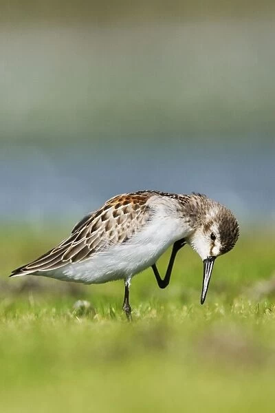 Western sandpiper - in August at Jamaica Bay NWR, NY, USA