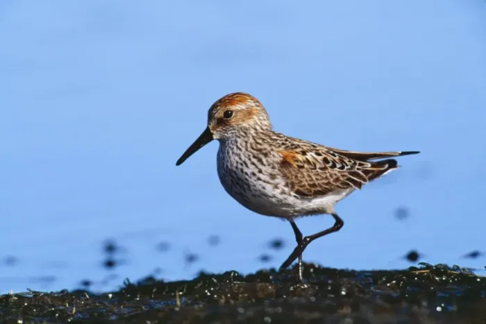 Framed Print : Western Sandpiper JZ 1282 Seward peninsula, Alaska. Calidris mauri © Jim Zipp / ARDEA LONDON Framed Print : Western Sandpiper JZ 1282 Seward peninsula, Alaska. Calidris mauri © Jim Zipp / ARDEA LONDON