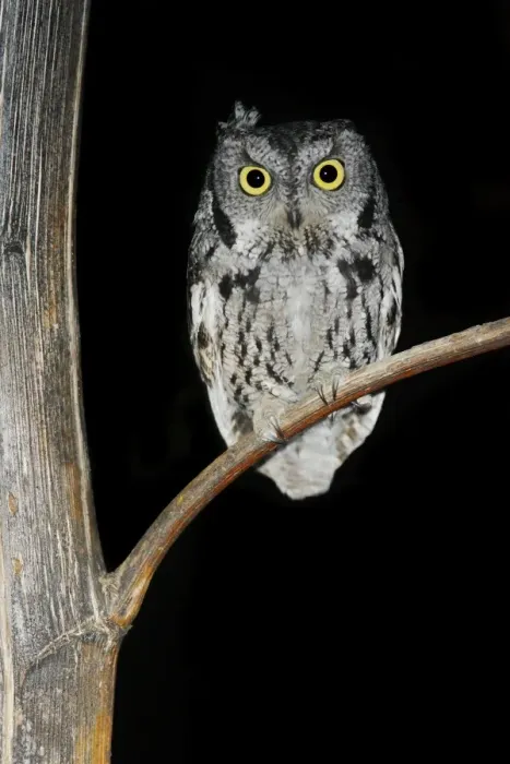 Framed Print : Western Screech Owl Framed Print : Western Screech Owl