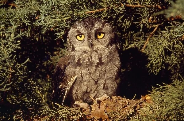 Western Screech Owl - on Juniper limb Colorado, USA